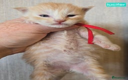 Maine Coon cats for stud: STUD ONLY  Maine Coon 9kg Russian Lines Proven - Image 12