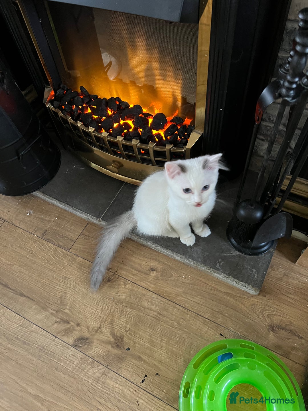 Ragdoll cats for sale: Beautiful Ragdoll kittens  - Image 2