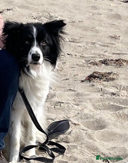 Border Collie dogs Blue Merle and Black white Border Collie puppies - Advert 1