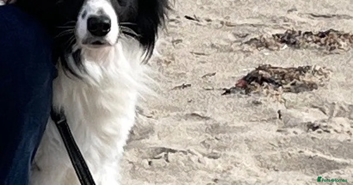 Merul Colur Merle blue Border Collie Puppies for sale | Pets4Homes