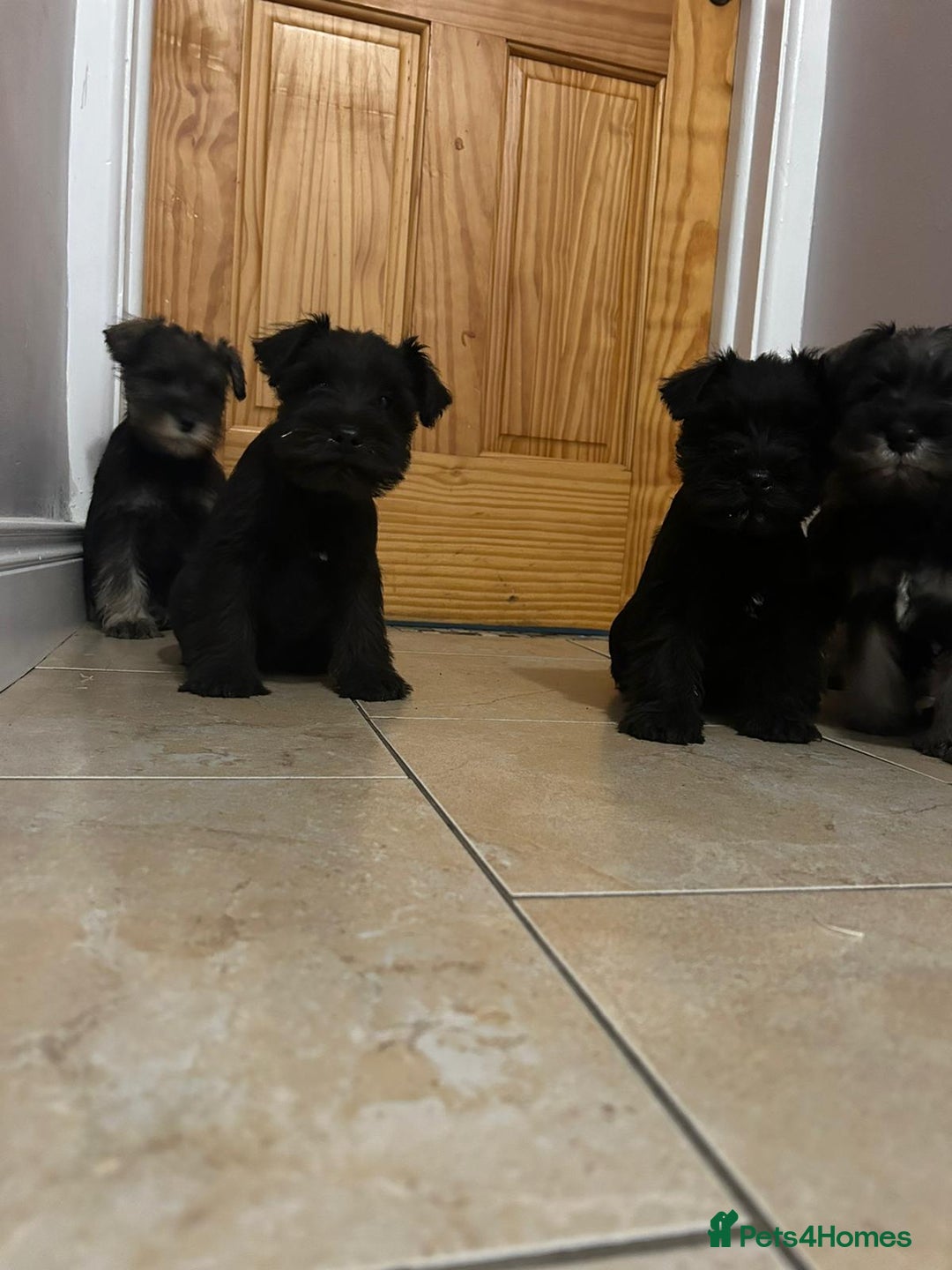 Miniature Schnauzer dogs for sale: KC Reg Miniature Schnauzer Puppies - Image 5