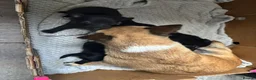 Chihuahua dogs for sale: Beautiful long haired black chihuahua puppies in Oxted - Advert 26