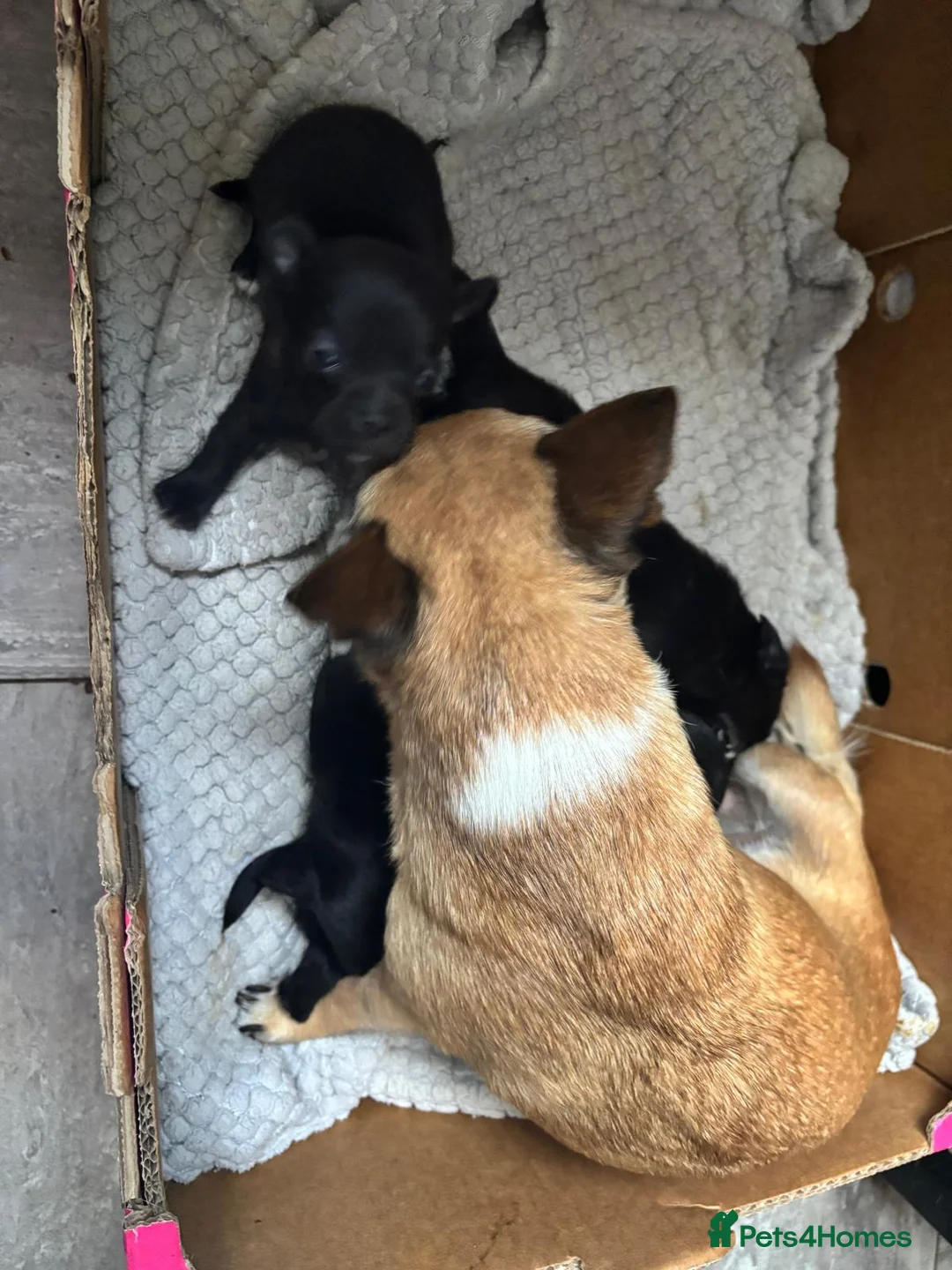 Chihuahua dogs for sale: Beautiful long haired black chihuahua puppies in Oxted - Advert 26