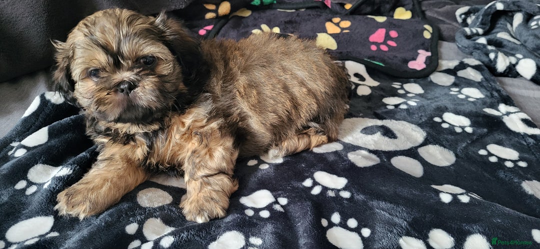 Shih Tzu dogs for sale: Adorable Shih tzu Puppies  - Image 14