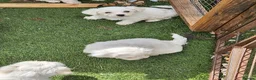 Mixed Breed dogs for sale: Bichion x Maltese puppys - Advert 3