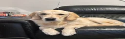 Golden Retriever dogs for sale: 9 MONTH FEMALE - Advert 1