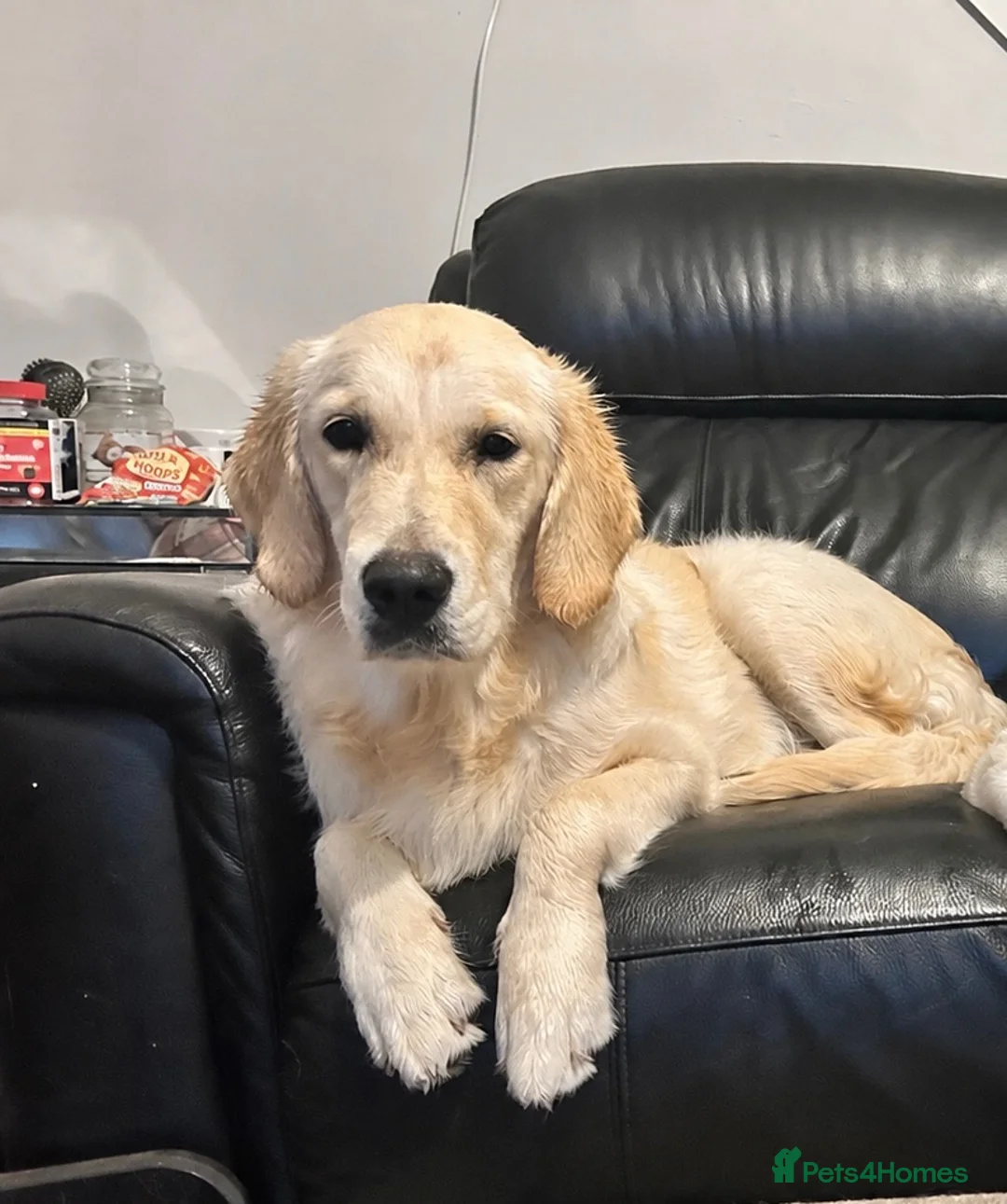 Golden Retriever dogs for sale: 9 MONTH FEMALE - Advert 1