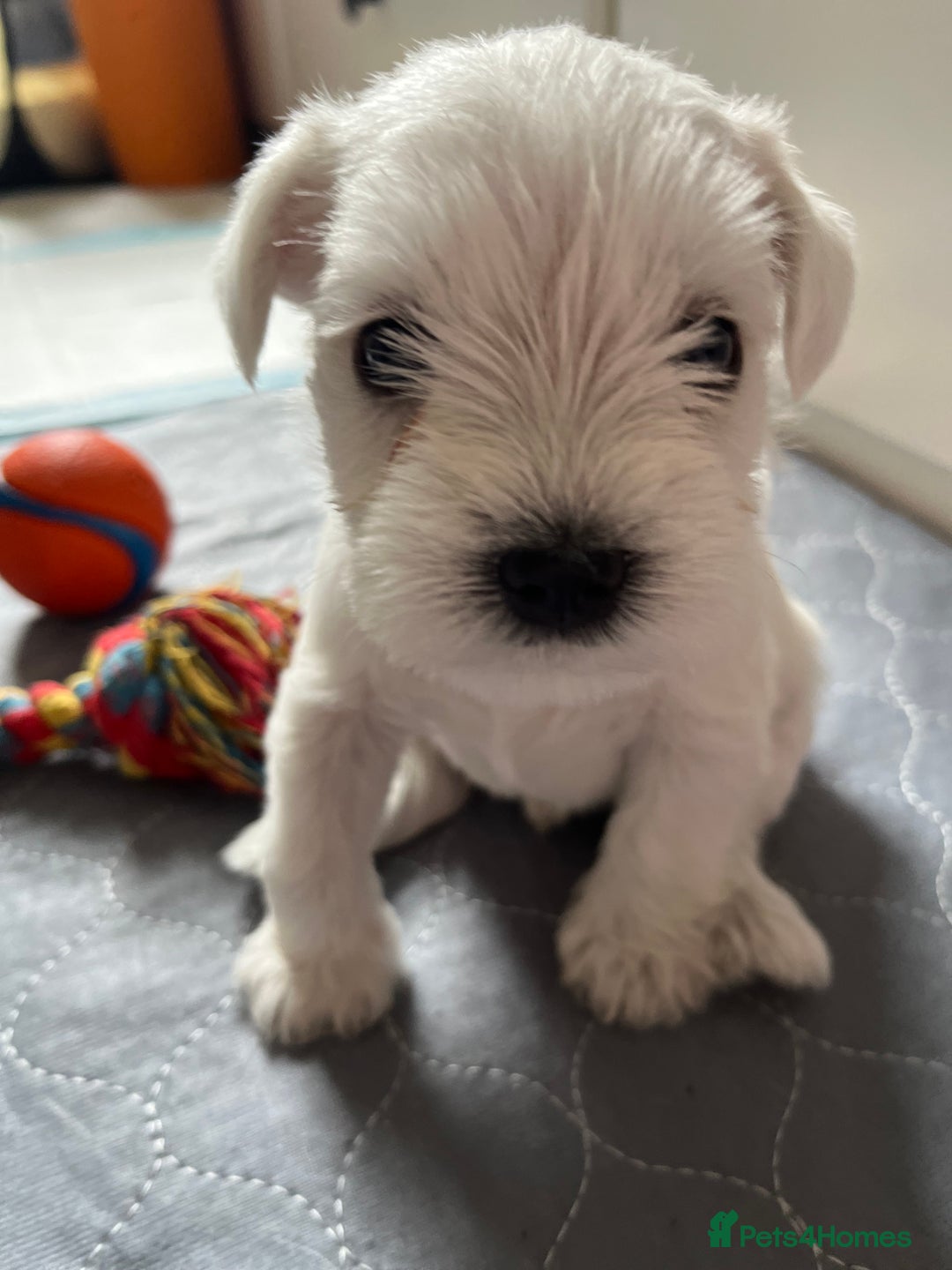 Miniature Schnauzer dogs for sale: Pure White KC REG Miniature schnauzer puppies  - Image 4