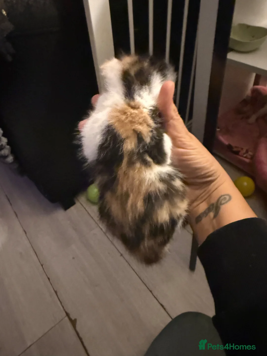 Mixed Breed cats for sale: Last 2 ready now kitten 2&4 300 each  - Advert 21