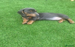 Miniature Dachshund dogs for sale: Miniture dachshund puppies - Image 37