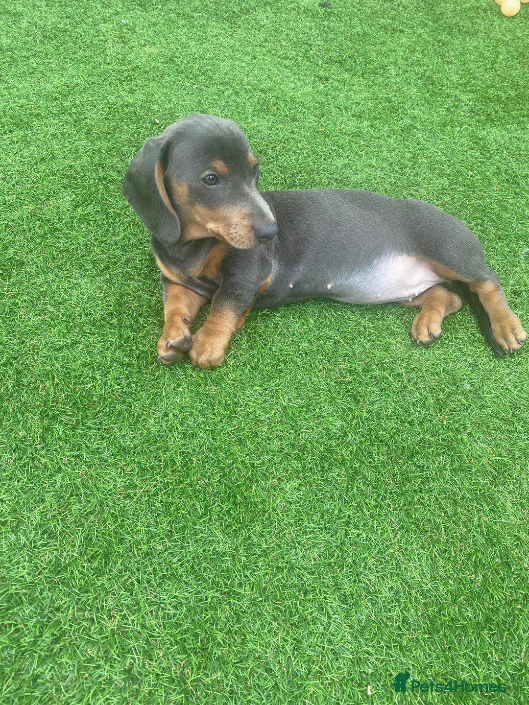 Miniature Dachshund dogs for sale: Miniture dachshund puppies - Image 37
