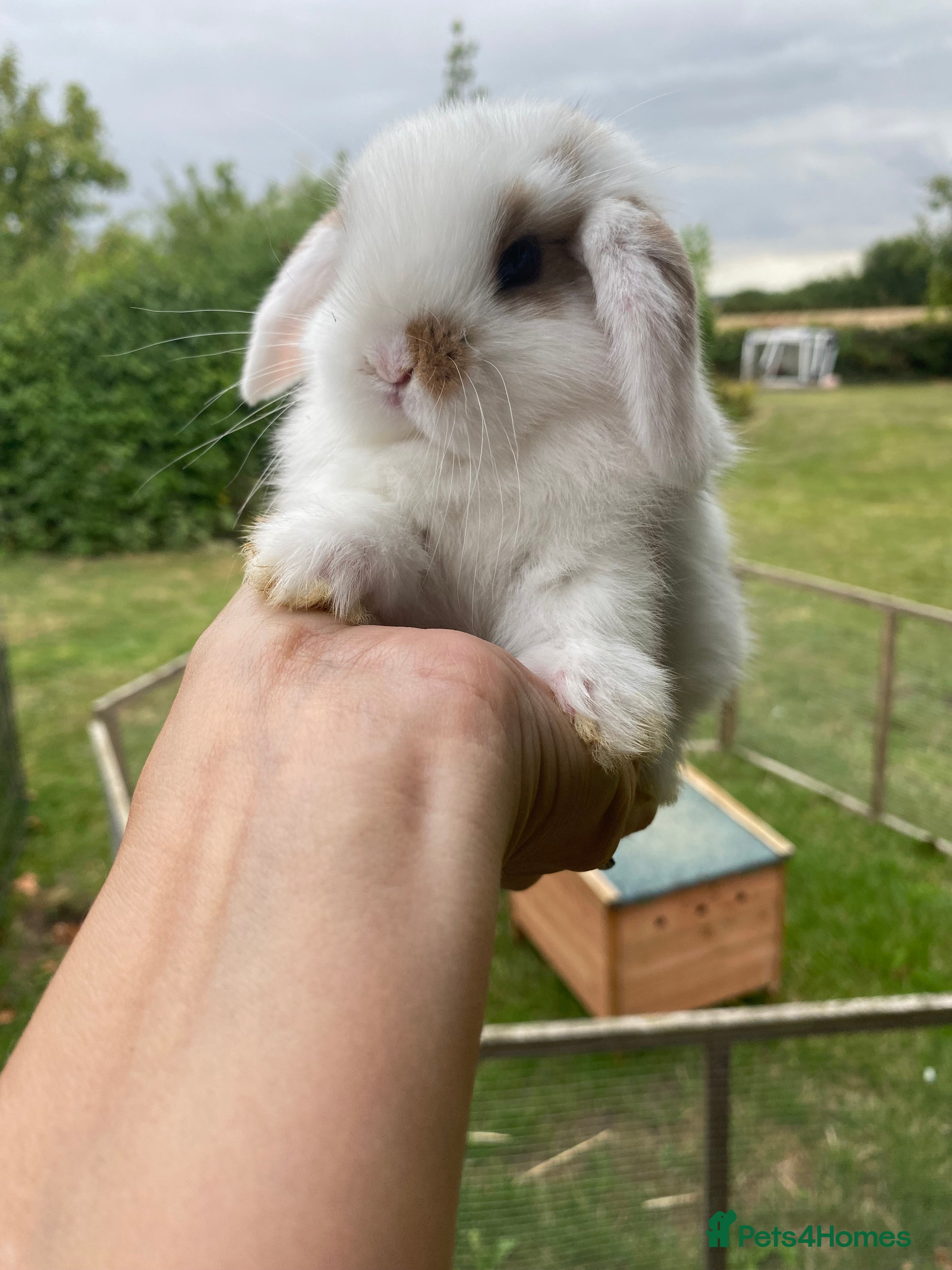 Mini Lop rabbits Beautiful pure breed mini lops - Advert 1