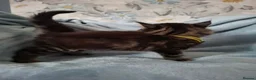 Mixed Breed cats for sale: 3x Beautiful maincoone cross kittens - Advert 30