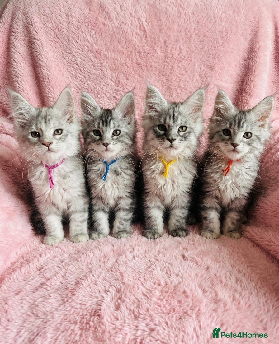 Maine Coon cats Beautiful Pedigree Maine Coon Kittens - Advert 17