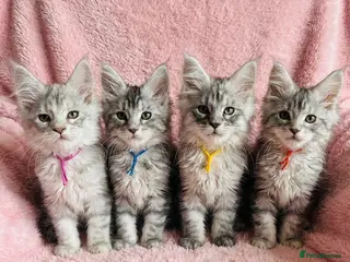 Maine Coon cats Beautiful Pedigree Maine Coon Kittens - Advert 17