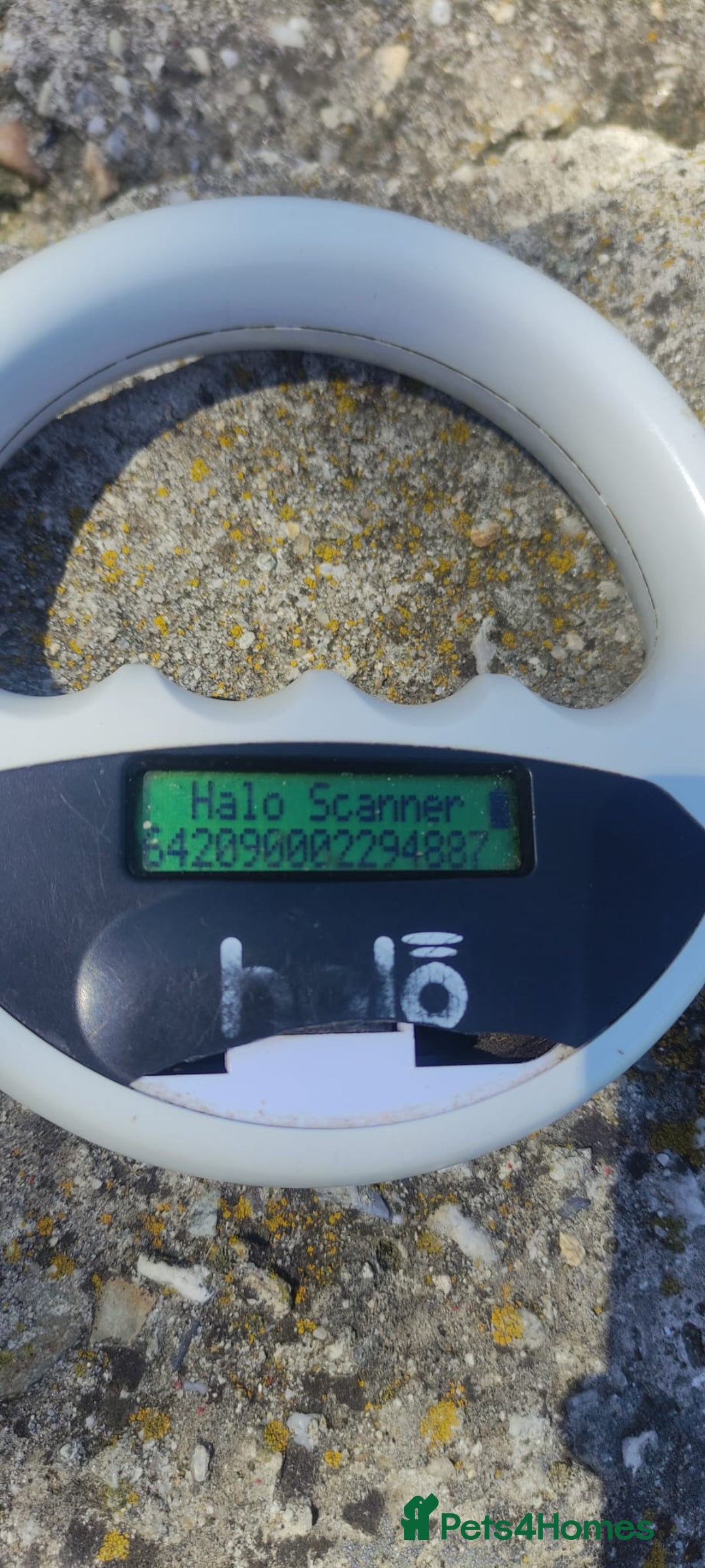 Mixed Breed dogs for adoption: 🌸Sweet and Beautiful AZALEA - Deserving Kindness - Advert 5