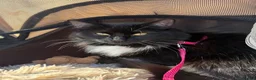 Mixed Breed cats for sale: Our beautiful Mochi 🐾🤍 - Advert 6