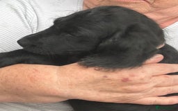 Labradoodle dogs for sale: Ready to go! Fantastic F1 Labradoodles (black) - Image 38