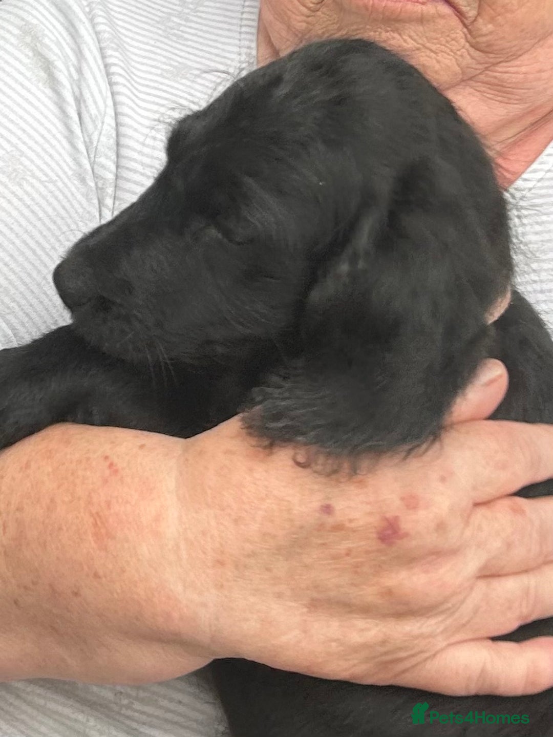 Labradoodle dogs for sale: Ready to go! Fantastic F1 Labradoodles (black) - Image 38