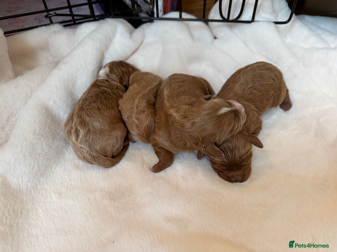 Cavapoo dogs for sale: F1 cavapoo puppies fully health tested - Advert 2