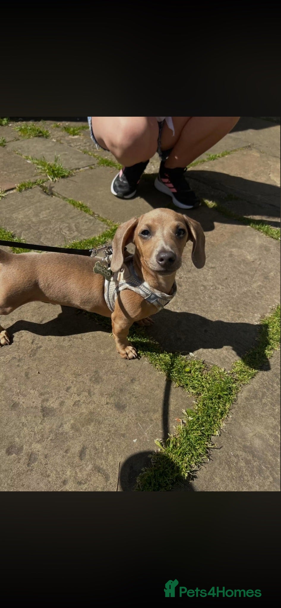 Miniature Dachshund dogs Miniature dachshund  - Advert 10