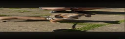 Miniature Dachshund dogs for sale: Miniature dachshund  - Advert 1