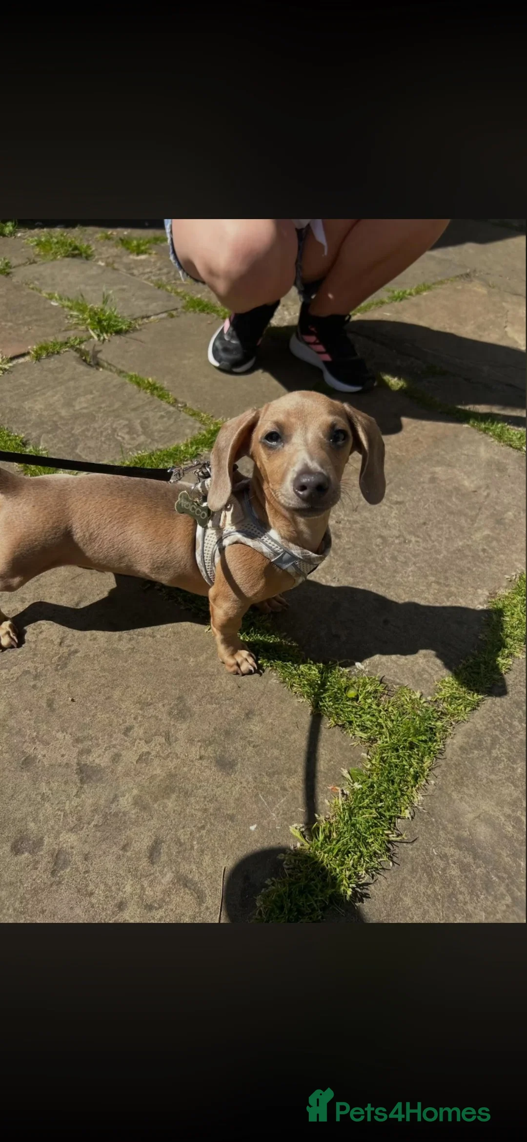 Miniature Dachshund dogs for sale: Miniature dachshund  - Advert 1