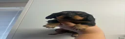 Dachshund dogs for sale: 3 Long haired miniature dachshunds - Advert 7