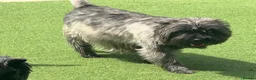 Cairn Terrier dogs for sale: Quality pup off Health Tested Parents avail 02/08 - Advert 10