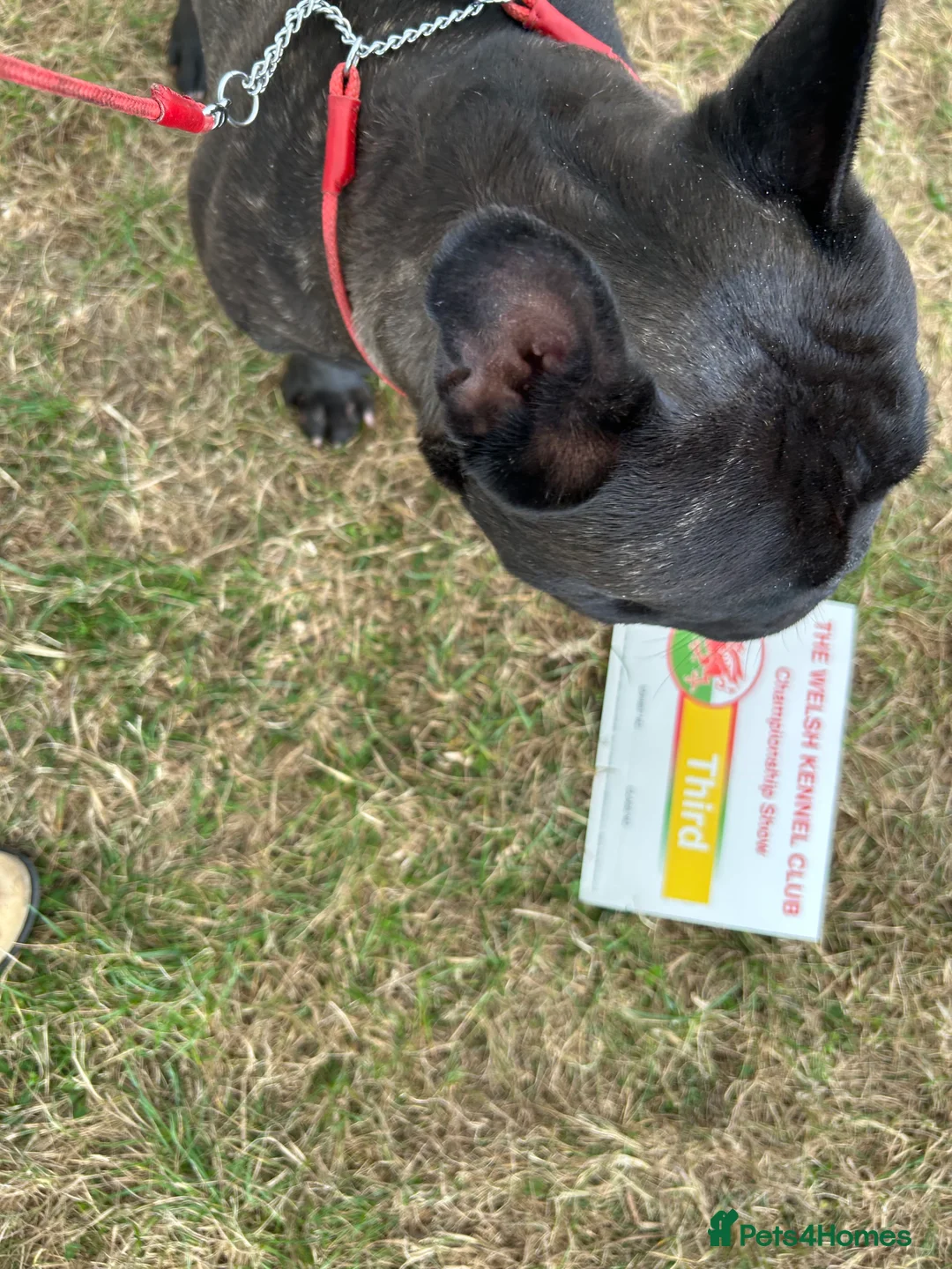 French Bulldog dogs for stud: KC SILVER HEALTH TESTED CRUFTS QUALIFIED STUD - Advert 2