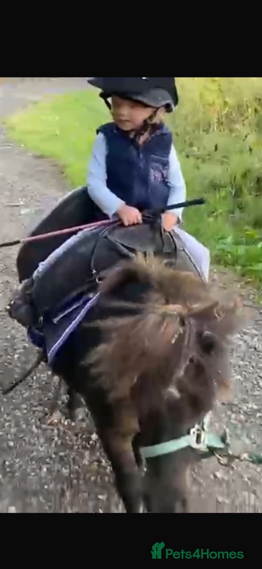 Miniature horses Registered mini Shetland  - Advert 2