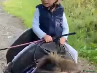 Miniature horses Registered mini Shetland - Advert 2