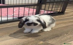 Mini Lop rabbits for sale: 2 mini lop indoor rabbits male - Image 3