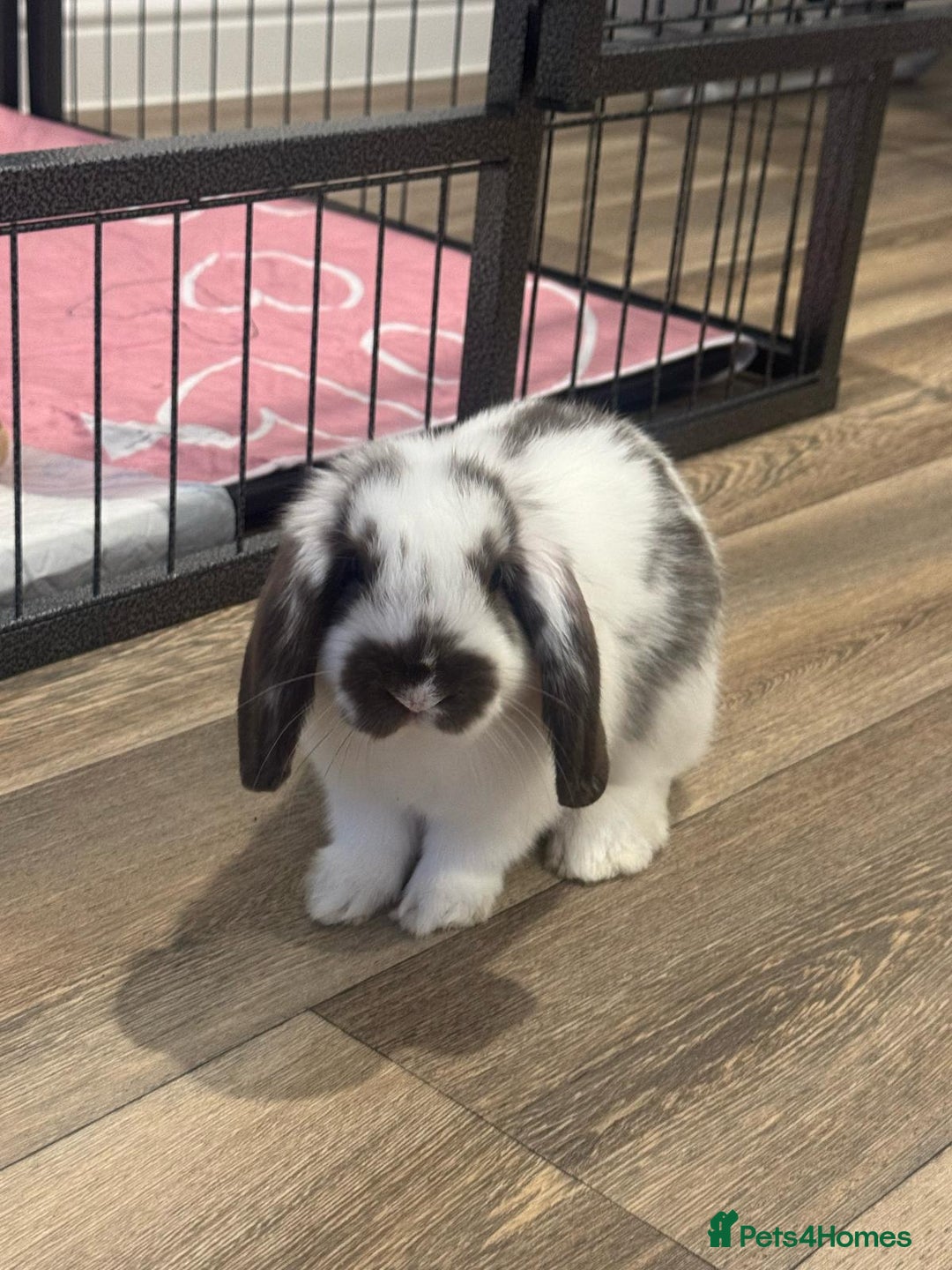 Mini Lop rabbits for sale: 2 mini lop indoor rabbits male - Image 3