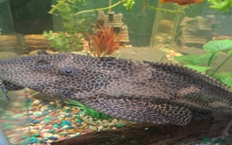 Plecos fish for sale: Large pleco - Image 4