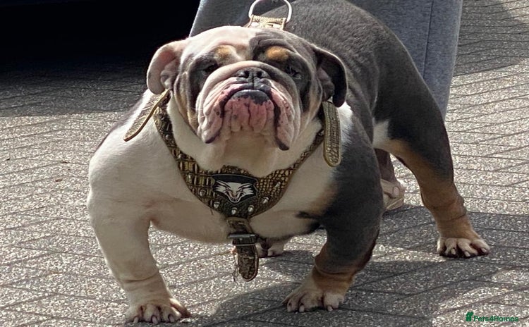 English Bulldog dogs in Barking - Advert 12