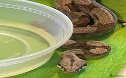 Boa Snake reptiles for sale: 2025 Boa Constrictor Babies in Letchworth Garden City - Image 6