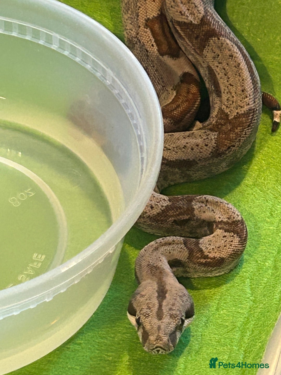 Boa Snake reptiles for sale: 2025 Boa Constrictor Babies in Letchworth Garden City - Image 6