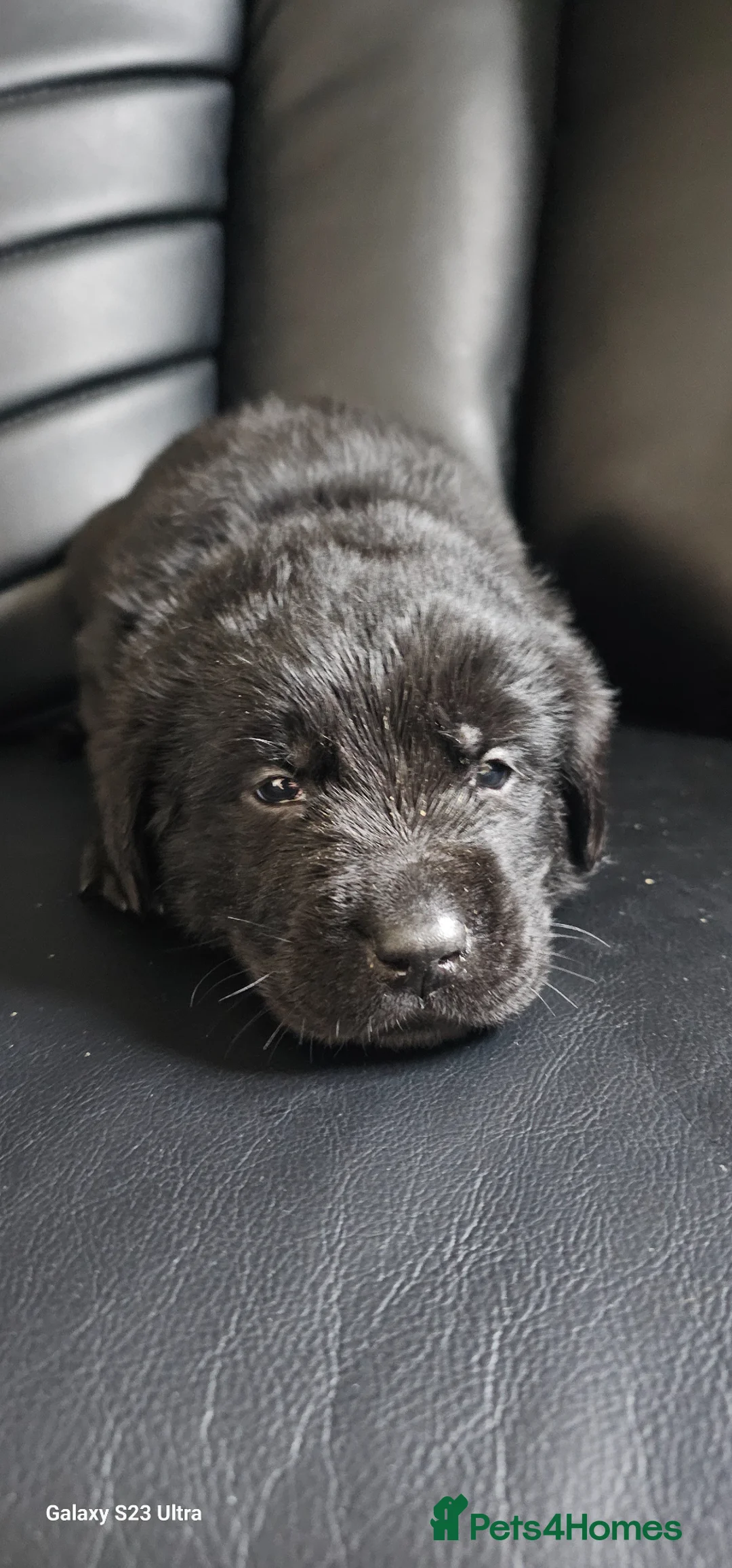 Mixed Breed dogs for sale: 1 black male newfador left  - Advert 2