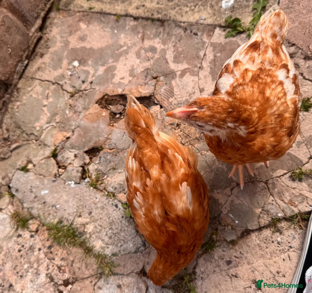 Chickens poultry for sale: Chicks  - Advert 1
