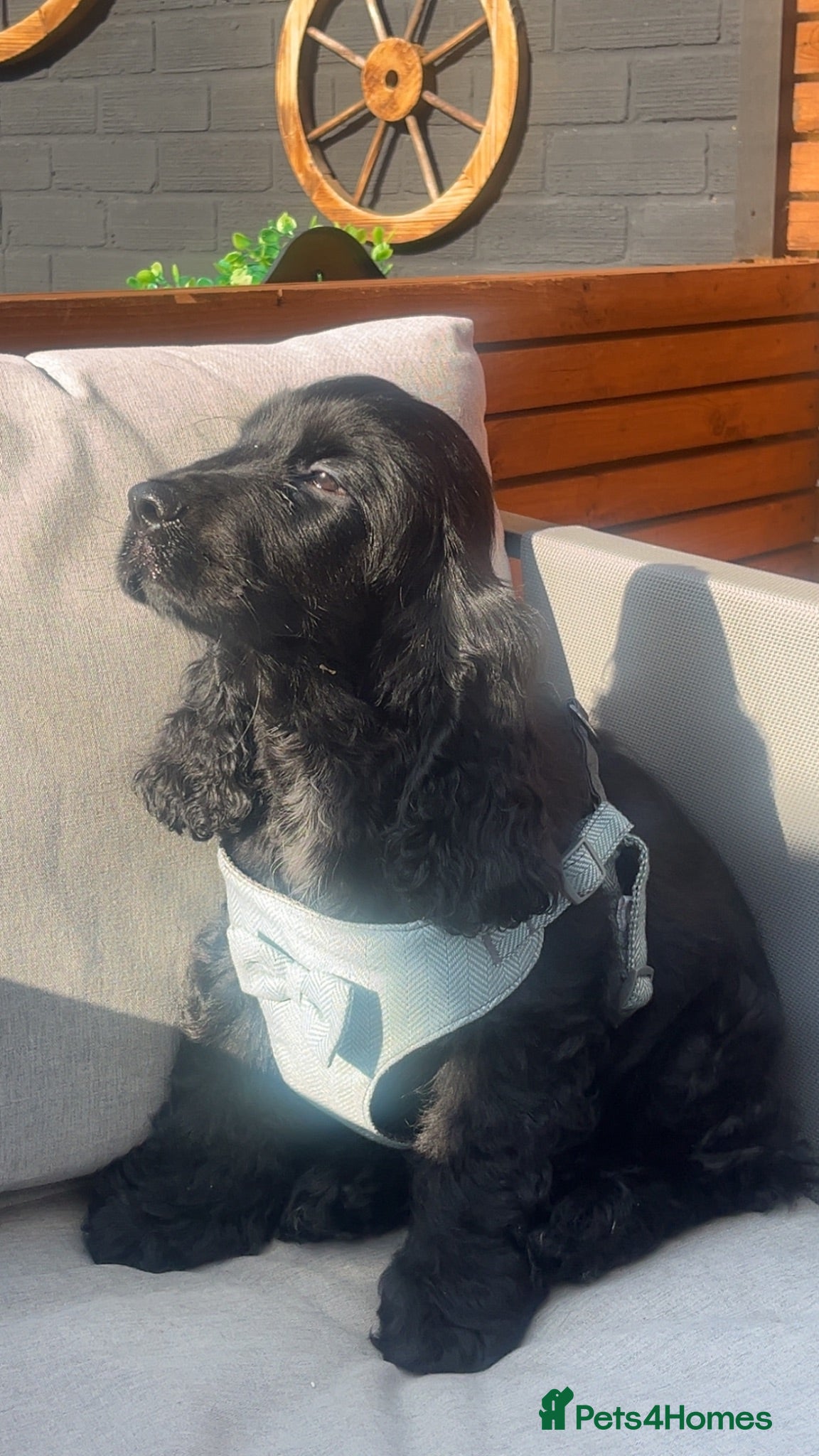 Cocker Spaniel dogs Beautiful SIMBAWOOD Line show cockers Ready Now  - Advert 1
