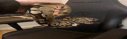 Python Snake reptiles for sale: Female Royal python  - Advert 7