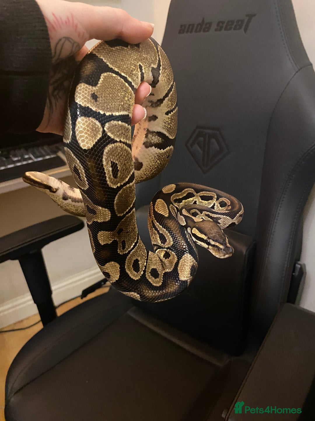 Python Snake reptiles for sale: Female Royal python  - Advert 7