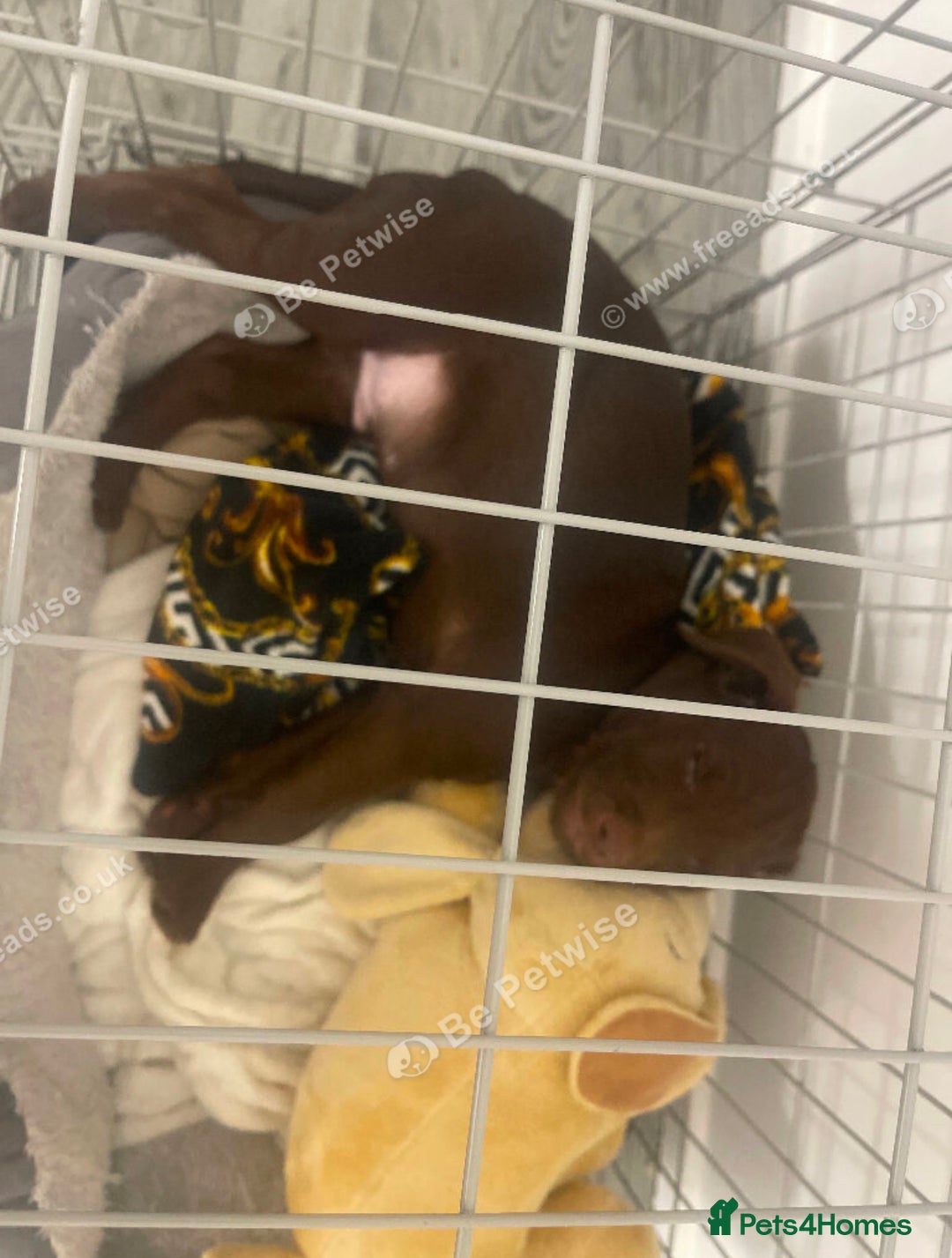 Patterdale Terrier dogs for sale: Patterdale - Advert 3