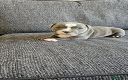 Staffordshire Bull Terrier dogs for sale: Blue&white and white&blue staffie pups - Image 18