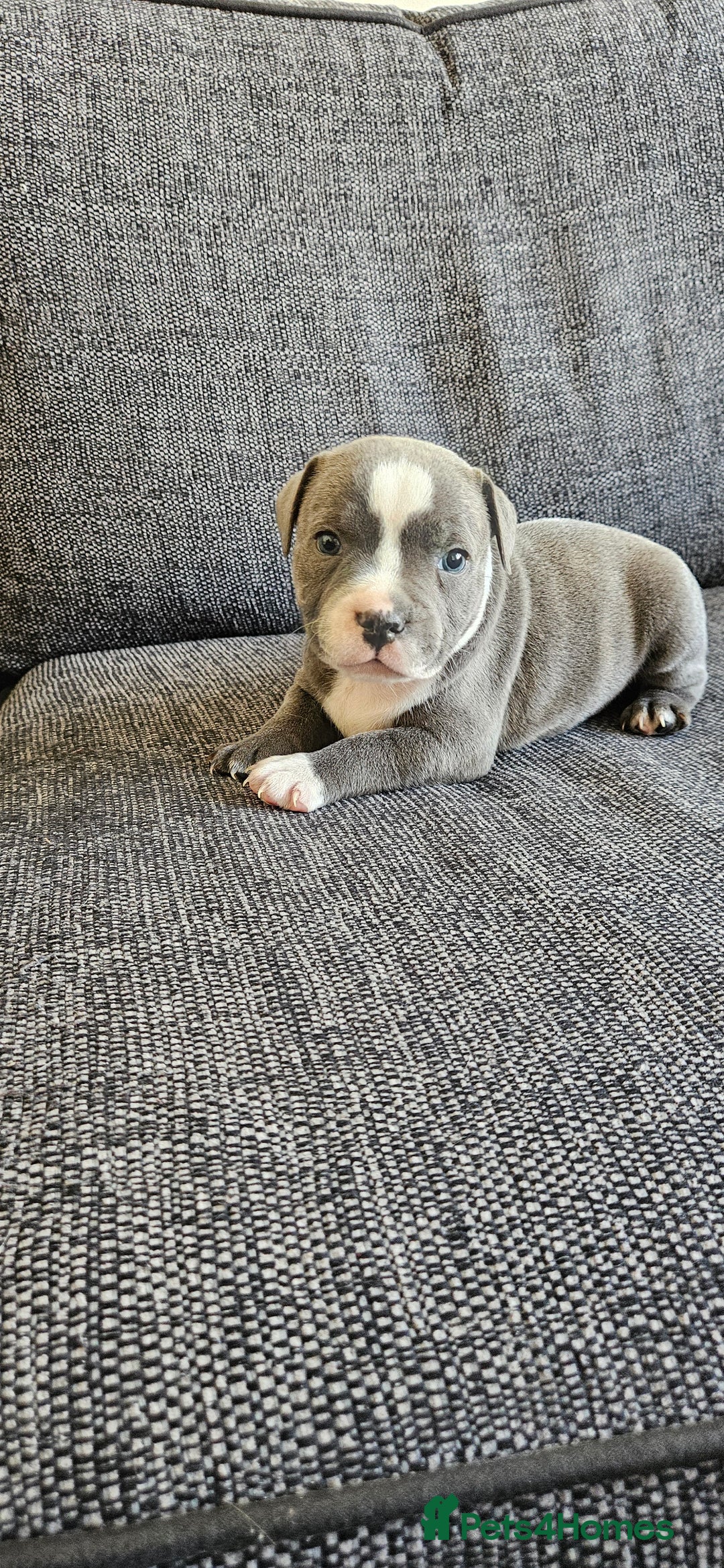 Staffordshire Bull Terrier dogs for sale: Blue&white and white&blue staffie pups - Image 18
