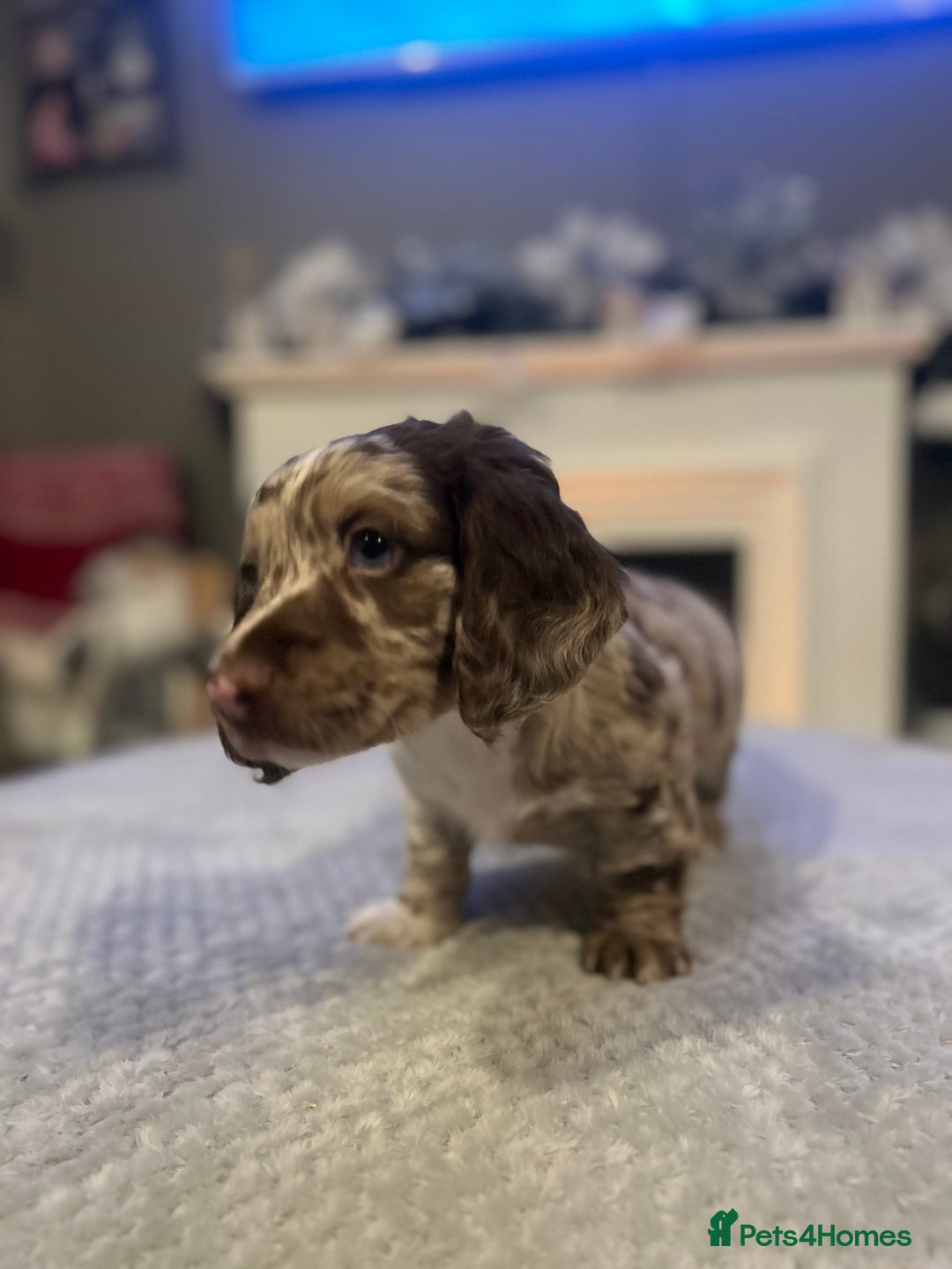Dachshund dogs for sale: Long haired dachshunds for sale  - Advert 2