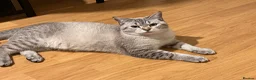 British Shorthair cats for sale: British shorthair & Scottish fold  - Advert 30
