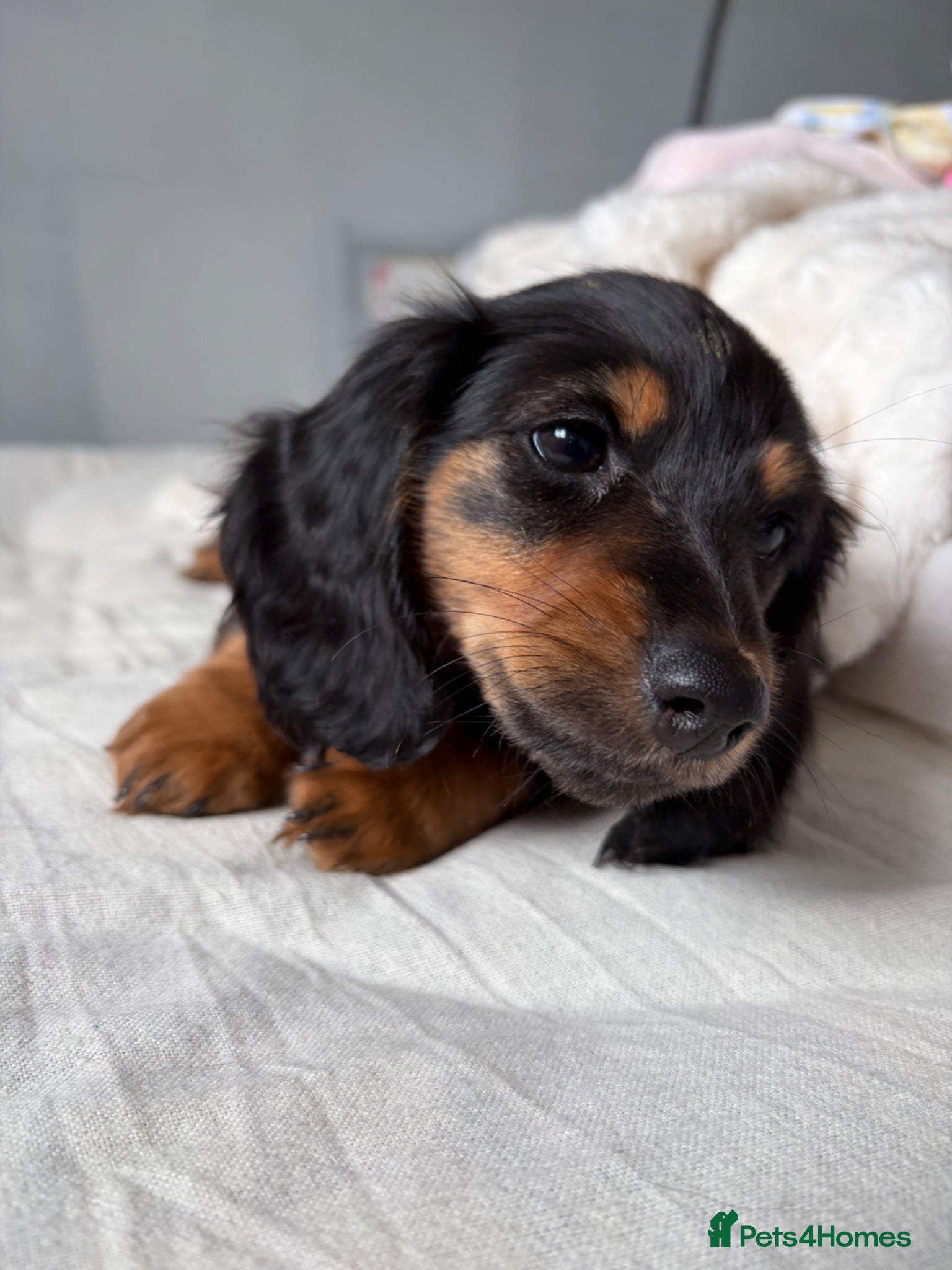 Miniature Dachshund dogs  READY NOW KC reg long haired mini dachshund  - Advert 2