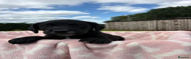 Springador 2